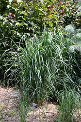 Thundercloud Switch Grass (Panicum virgatum 'Thundercloud') at A Very Successful Garden Center