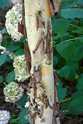 Cinnamon Flakes Chinese Birch (Betula chinensis 'KLMDD') at Lakeshore Garden Centres