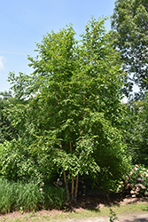 Cinnamon Flakes Chinese Birch (Betula chinensis 'KLMDD') at A Very Successful Garden Center