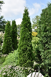 American Pillar Arborvitae (Thuja occidentalis 'American Pillar') at Stonegate Gardens