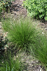 Tara Dropseed (Sporobolus heterolepis 'Tara') at A Very Successful Garden Center
