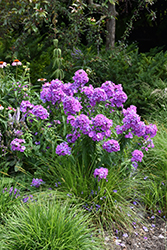 Blue Paradise Garden Phlox (Phlox paniculata 'Blue Paradise') at A Very Successful Garden Center