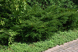 Green Wave Yew (Taxus x media 'Green Wave') at A Very Successful Garden Center