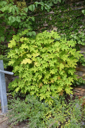 Amethyst Hydrangea (Hydrangea quercifolia 'Amethyst') at A Very Successful Garden Center