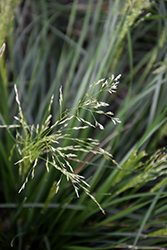 Golden Dew Tufted Hair Grass (Deschampsia cespitosa 'Goldtau') at A Very Successful Garden Center