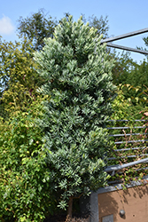 Icee Blue Yellowwood (Podocarpus elongatus 'Monmal') at A Very Successful Garden Center