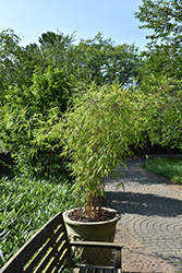 Himalayan Blue Mountain Bamboo (Borinda boliana) at Stonegate Gardens