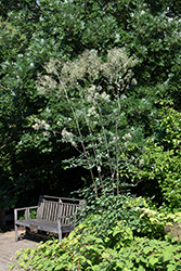 Elin Meadow Rue (Thalictrum 'Elin') at A Very Successful Garden Center