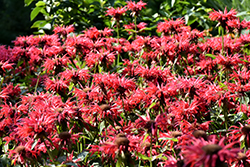 Gardenview Scarlet Beebalm (Monarda 'Gardenview Scarlet') at Lakeshore Garden Centres