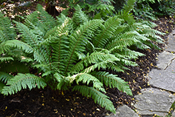Thick Stemmed Wood Fern (Dryopteris crassirhizoma) at A Very Successful Garden Center