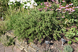 Chef's Choice Rosemary (Rosmarinus officinalis 'Roman Beauty') at A Very Successful Garden Center