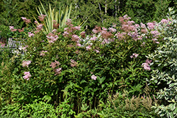 Venusta Queen Of The Prairie (Filipendula rubra 'Venusta') at A Very Successful Garden Center