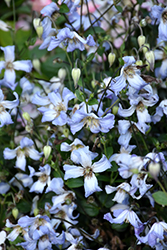 Hanna Clematis (Clematis viticella 'Hanna') at A Very Successful Garden Center