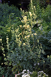Common Meadow Rue (Thalictrum flavum) at Stonegate Gardens