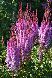 Superba Chinese Astilbe (Astilbe chinensis 'Superba') at A Very Successful Garden Center