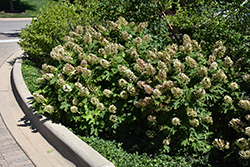 Snow Queen Hydrangea (Hydrangea quercifolia 'Snow Queen') at Stonegate Gardens
