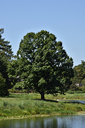 English Oak (Quercus robur) at A Very Successful Garden Center