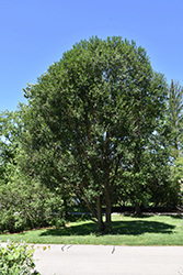 Laurel Leaf Willow (Salix pentandra) at A Very Successful Garden Center