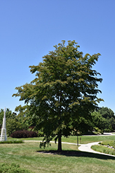 Accolade Elm (Ulmus 'Morton') at Stonegate Gardens