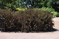 Summer Wine Black Ninebark (Physocarpus opulifolius 'SMNPMS') at Lakeshore Garden Centres