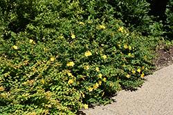 Sungold St. John's Wort (Hypericum patulum 'Sungold') at A Very Successful Garden Center