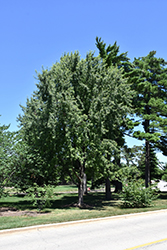 Skinner's Cutleaf Silver Maple (Acer saccharinum 'Skinneri') at A Very Successful Garden Center
