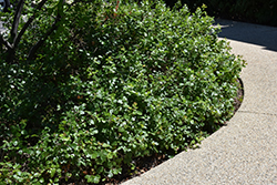 Gro-Low Fragrant Sumac (Rhus aromatica 'Gro-Low') at Lakeshore Garden Centres