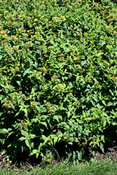 Summer Stars Georgia Bush Honeysuckle (Diervilla rivularis 'Morton') at A Very Successful Garden Center