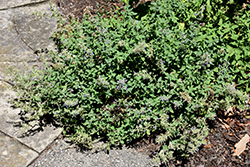 Dawn To Dusk Catmint (Nepeta grandiflora 'Dawn To Dusk') at Lakeshore Garden Centres