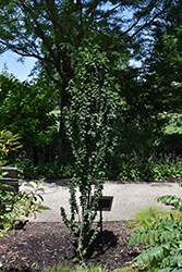 Compressa Dogwood (Cornus sanguinea 'Compressa') at A Very Successful Garden Center