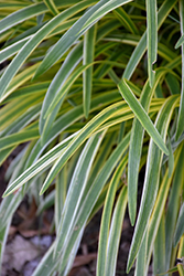 Silvery Sunproof Variegated Lily Turf (Liriope muscari 'Silvery Sunproof') at Lakeshore Garden Centres