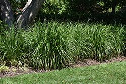 Korean Reed Grass (Calamagrostis brachytricha) at A Very Successful Garden Center
