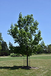 Crescendo Sugar Maple (Acer saccharum 'Morton Crescendo') at Stonegate Gardens