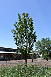 Rancho Sargent Cherry (Prunus sargentii 'Rancho') at Lakeshore Garden Centres