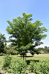 Superfection Cork Tree (Phellodendron amurense 'Supzam') at A Very Successful Garden Center