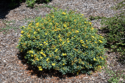 Cobalt-n-Gold St. John's Wort (Hypericum kalmianum 'PIIHYP-I') at The Mustard Seed