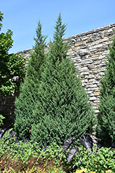 Star Power Juniper (Juniperus 'J.N. Select Blue') at A Very Successful Garden Center