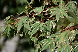 Kagiri Nishiki Japanese Maple (Acer palmatum 'Kagiri Nishiki') at Lakeshore Garden Centres