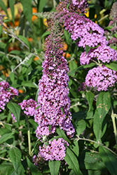Windy Hill Butterfly Bush (Buddleia davidii 'Windy Hill') at A Very Successful Garden Center