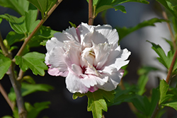 French Cabaret Blush Rose of Sharon (Hibiscus syriacus 'Mindoub 1') at A Very Successful Garden Center