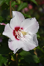 Fiji Rose of Sharon (Hibiscus syriacus 'Minspot') at Lakeshore Garden Centres
