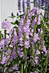 Pink Manners Obedient Plant (Physostegia virginiana 'Pink Manners') at A Very Successful Garden Center