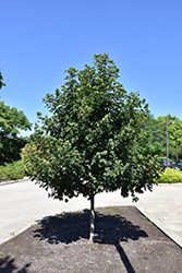 Metro Gold Hedge Maple (Acer campestre 'Panacek') at A Very Successful Garden Center