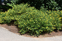 Gemo St. John's Wort (Hypericum kalmianum 'Gemo') at Lakeshore Garden Centres
