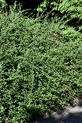 Ursynow Cotoneaster (Cotoneaster dammeri 'Ursynow') at A Very Successful Garden Center