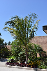 Coconut Palm (Cocos nucifera) at Lakeshore Garden Centres