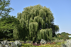 Babylon Weeping Willow (Salix babylonica) at Stonegate Gardens