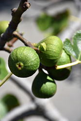 Chicago Hardy Fig (Ficus carica 'Chicago Hardy') at Lakeshore Garden Centres