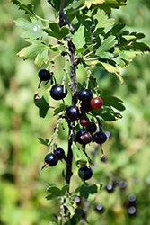 Black Currant (Ribes nigrum) at Stonegate Gardens