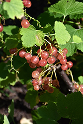 Pink Champagne Currant (Ribes sativum 'Pink Champagne') at A Very Successful Garden Center